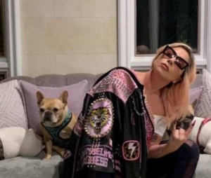 Usa - Ritrovati i cani di Lady Gaga