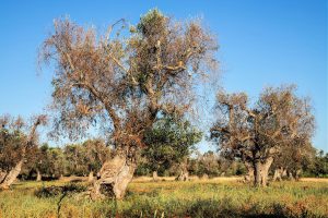 Xylella, il Tar Puglia: “Non estirpare ulivi infetti a Ostuni, ma attuare misure alternative”