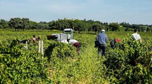 Puglia, vietato lavorare nei campi dalle 12:30 alle 16