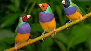 Il canto degli uccelli insegna la comunicazione a distanza tra maschi e femmine