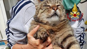 Gattino cade in una cisterna a Casarano, salvato dai vigili del fuoco