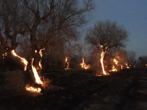 Incendi, bruciano ettari di terra nel Foggiano e nel Barese