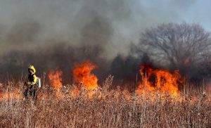 Canada, caldo record: 719 morti in una settimana e centinaia di boschi in fiamme