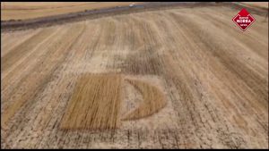 Frode agroalimentare, sequestrate oltre 105 tonnellate di grano in diverse regioni. Controlli anche in Puglia e Basilicata
