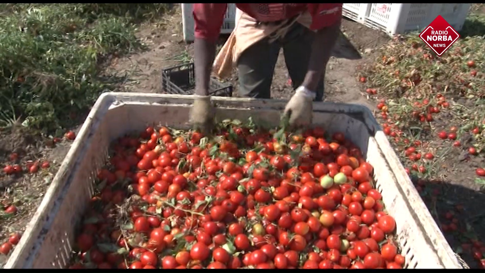Basilicata In Calo La Produzione Del Pomodoro BnT Voice Radio