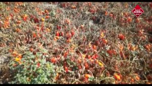 Raccolta dei pomodori a rischio in Puglia