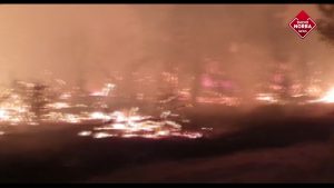 La Puglia continua a bruciare: ettari di bosco in fumo nel Foggiano e Barese e strutture di un lido distrutte nel Tarantino