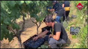 INIZIA-LA-VENDEMMIA-MD.mp4-1-300x169.jpeg