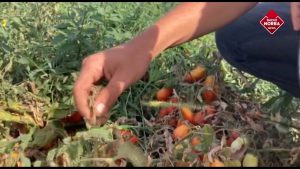 Siccità in Puglia con il caldo in arrivo, Coldiretti: produzione agricola a rischio