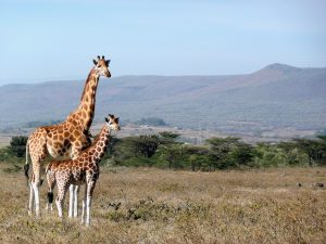 Le giraffe come gli umani: grazie alle “nonne” crescono i piccoli