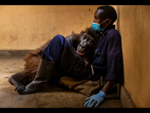 Lutto in Congo: è morta tra le braccia del suo papà  la gorilla dei selfie