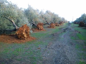 Furto di 100 alberi resistenti alla Xylella, nelle campagne di Nardò. Coldiretti: “Agromafia fenomeno dilagante”