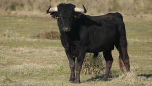 Reggio Emilia, allevatore attaccato e ferito al volto da un toro