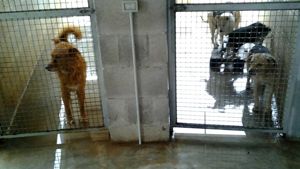 Cane maltrattato e impiccato nelle campagne di Bitritto. L’associazione “Amici di Coda” chiede giustizia