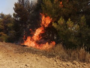 Puglia in fiamme: a Minervino murge incendio in corso da più di 50 ore. Ad Ascoli Satriano il rogo ha ripreso vigore ma è sotto controllo
