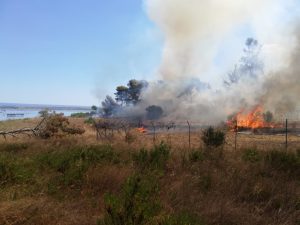 Incendi, bruciati 24 ettari in Salento. Fiamme sotto controllo